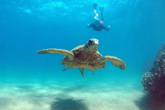 Waikiki Catamaran Cruise With Snorkeling and Paddling  - Oahu - Inclusions in the Tour Package