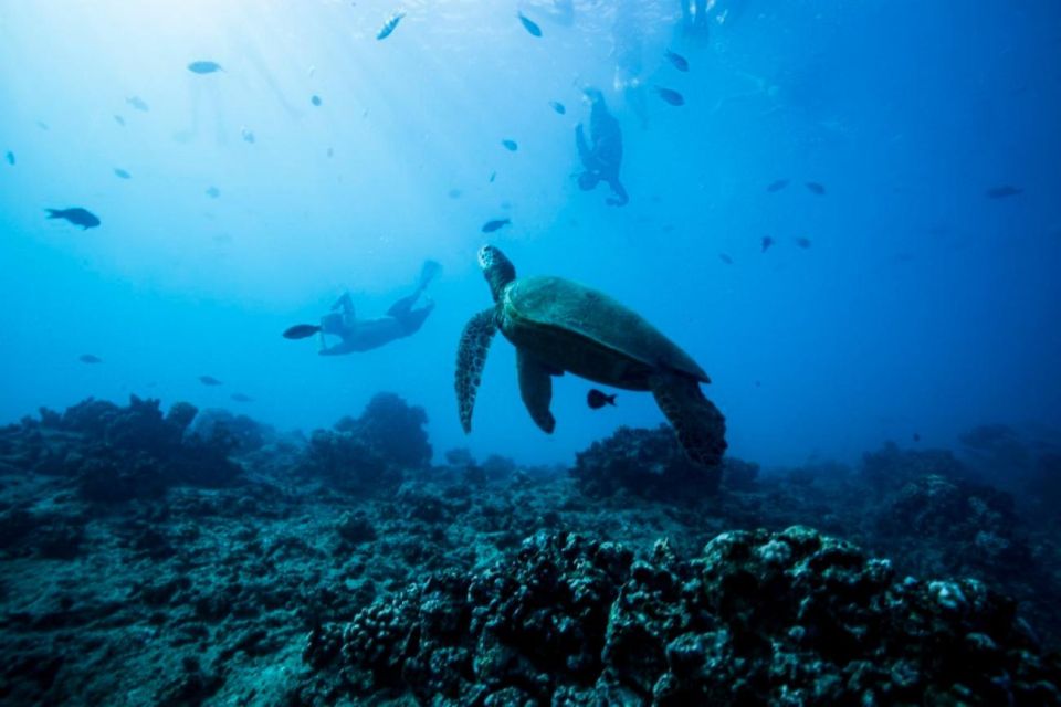 Waikiki: Snorkel Tour With Hawaiian Green Sea Turtles - Location Information