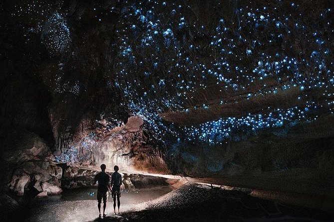 Waitomo Caves Private Tour From Auckland - Reviews of Private Tour Experiences