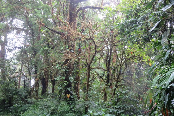 Walk in Monteverde Cloud Forest - Media and Visuals Access