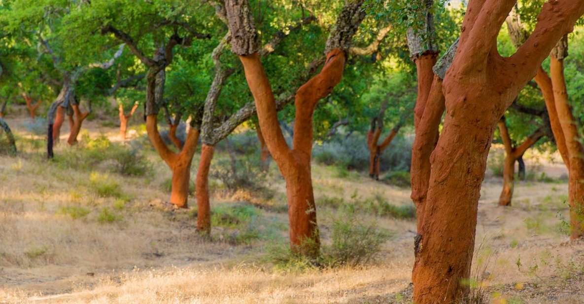 Walk on the Alentejo Cork Forest With Optional Lunch - Booking Information