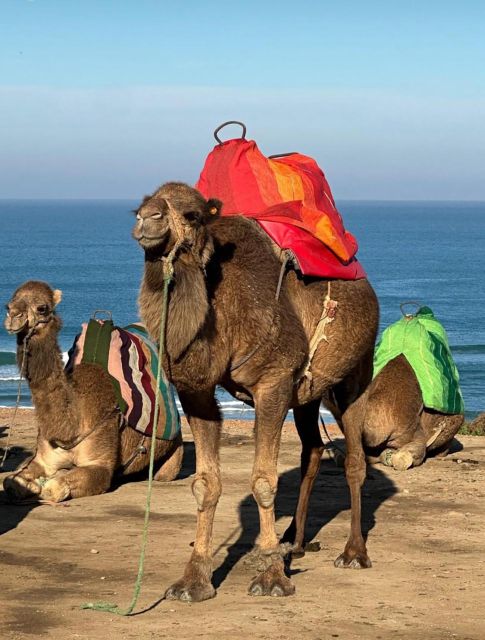 Walking Tour in Tangier Medina - Tour Description