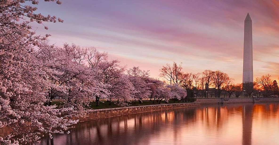 Washington: Cherry Blossom Tour - Review Summary