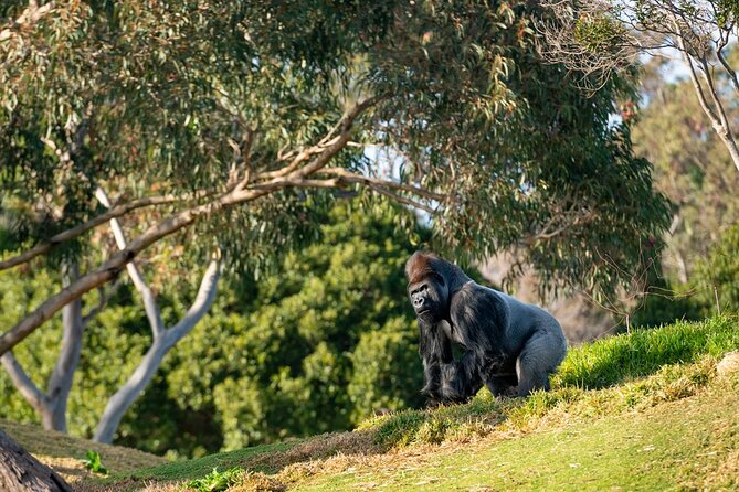 Werribee Open Range Zoo Early Morning Savannah Experience - Additional Information