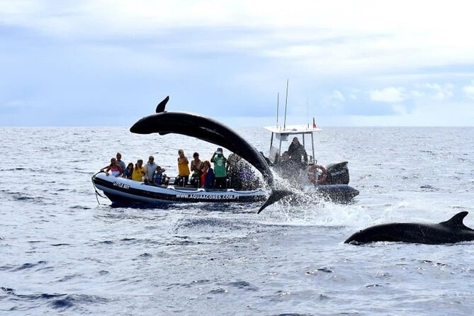 Whale and Dolphin Watching in Pico Island - Half Day - Reviews and Feedback