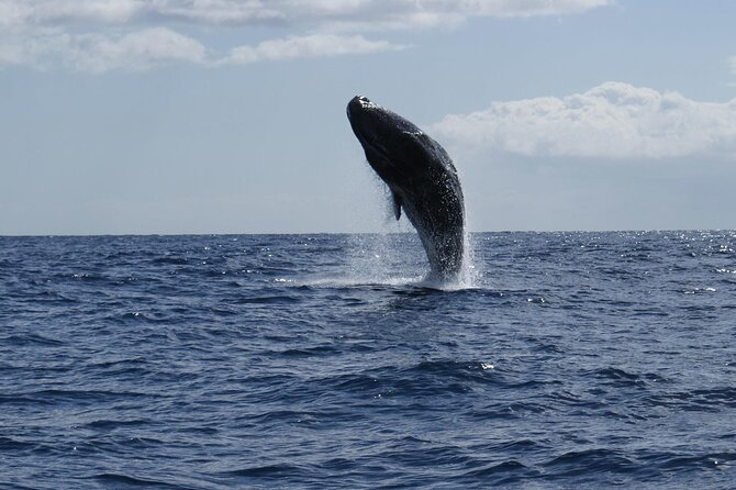 Whale and Dolphin Watching Tour From Funchal - Logistics and Meeting Point Details