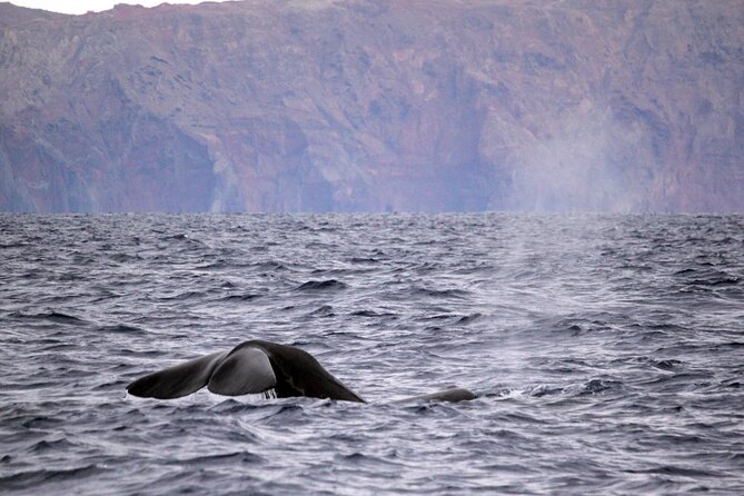 Whale and Dolphin Watching Tour - Funchal - Meeting and Pickup Information