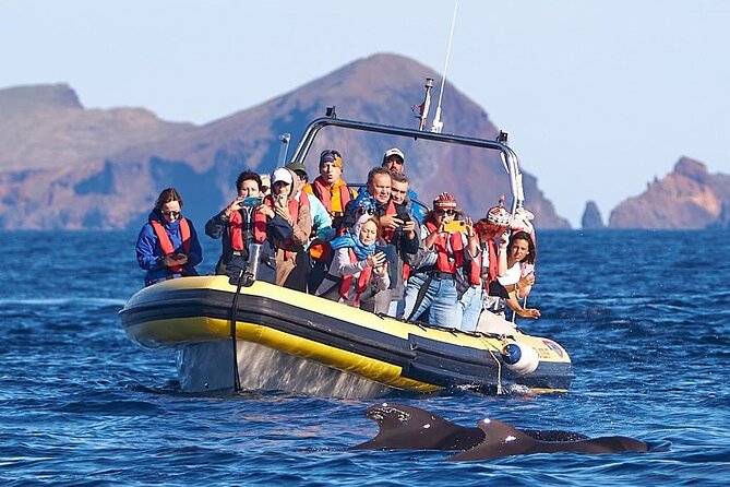 Whale & Dolphin Watching in Madeira - What to Bring