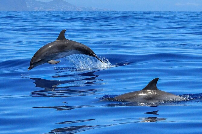 Whale & Dolphin Watching in Tenerife (Puerto Colon) On a Large Catamaran - Additional Information