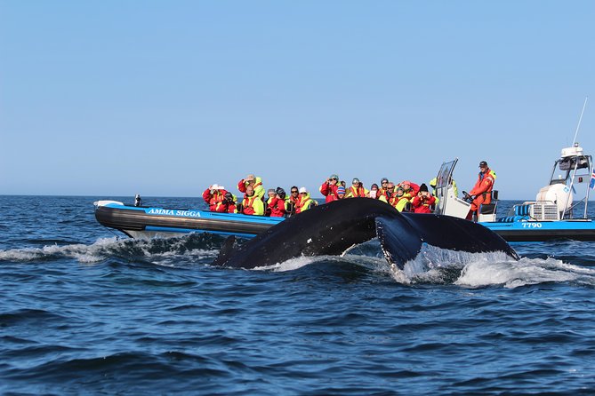 Whale Safari and Puffins RIB Boat Tour From Húsavík - Logistics and Cancellation Policy