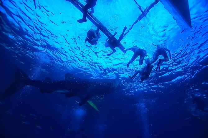 Whale Shark Encounter and Kawasan Falls Canyoneering With Lunch - Copyright and Additional Information