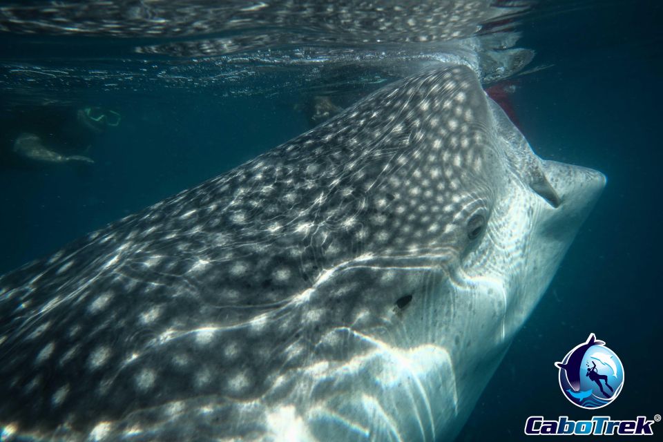 Whale Shark Experience - Trip Itinerary