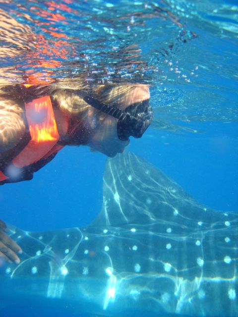 Whale Shark Safari Snorkeling Tour - Common questions