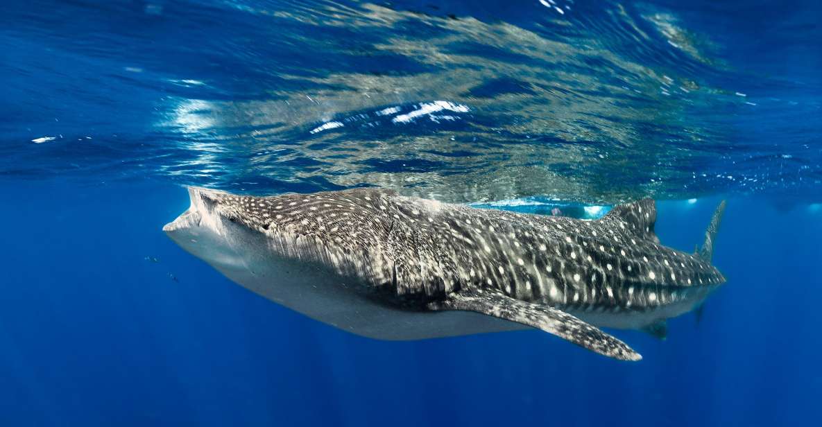 Whale Shark Snorkeling Tour - Included Equipment and Refreshments