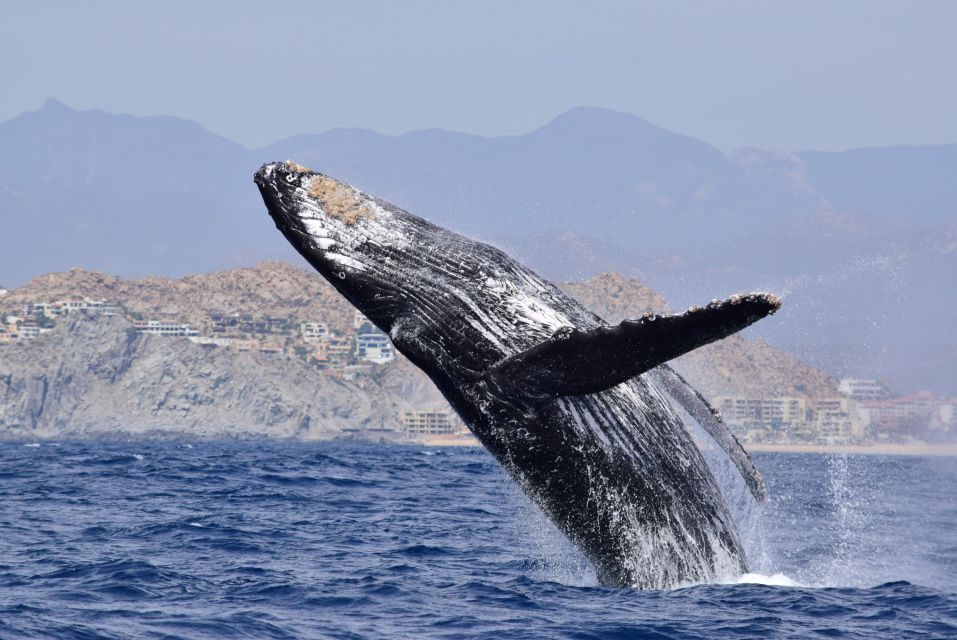 Whale Watch Cabo: Group Whale Watching Tour - FREE Photos - Tour Description
