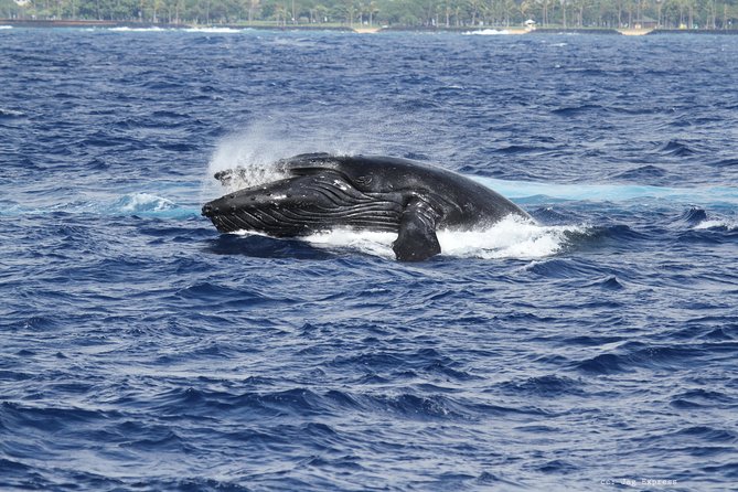 Whale Watch Cruise Aboard the Majestic by Atlantis Cruises - Positive Experiences and Recommendations