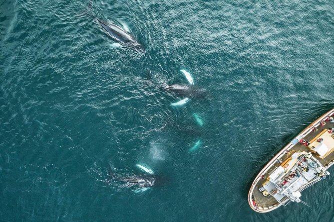 Whale Watching and Sea Angling Tour - Accessibility Information