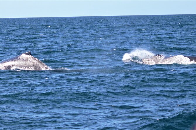 Whale Watching Australia Experience (3hours) - Additional Information