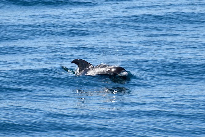 Whale-Watching Boat Tour With Expert Guide From Reykjavik - Customer Feedback and Reviews