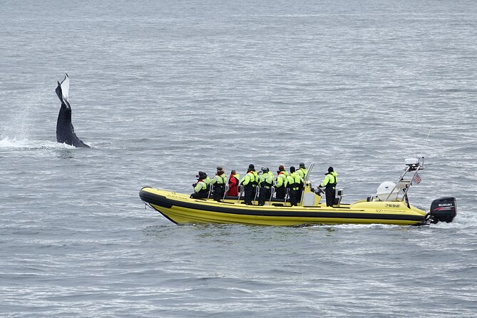 Whale Watching by RIB Speedboat From Downtown Reykjavik - Traveler Feedback