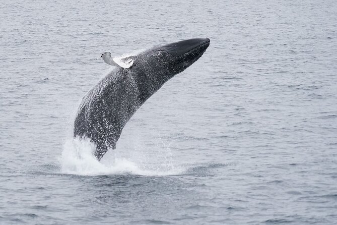 Whale Watching Cruise on a Yacht in Reykjavik - Customer Comments and Additional Feedback