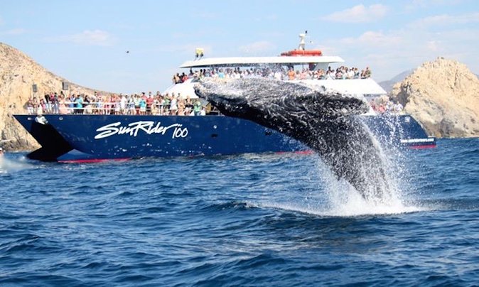 Whale Watching Dinner Cruise in Cabo San Lucas - Meeting and Logistics