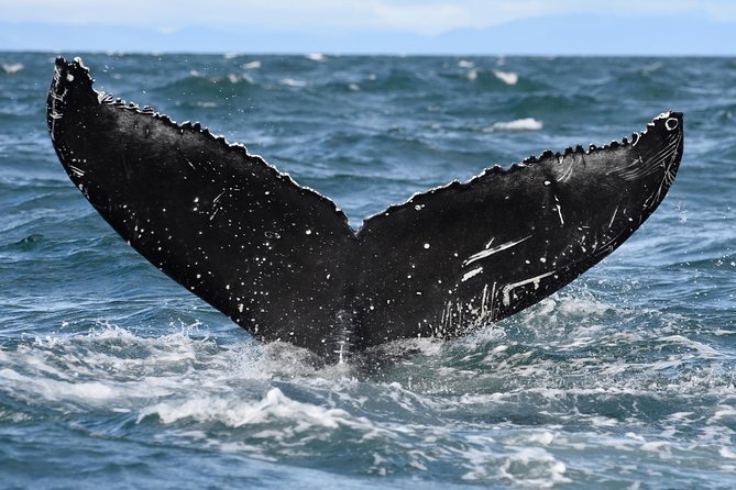 Whale Watching From Downtown Akureyri - Experience Details