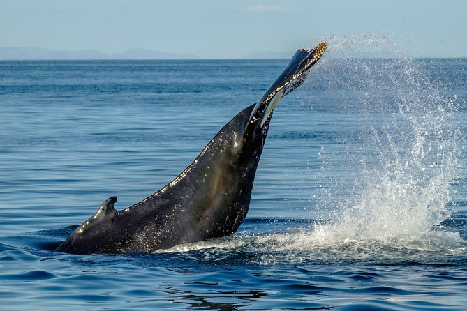 Whale Watching From the Heart of Akureyri - Policies and Additional Info