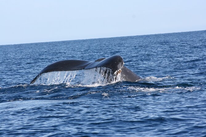 Whale Watching Group Tour in San Jose Del Cabo - Wildlife Encounter Details