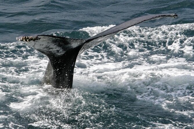 Whale Watching in Húsavík With Friends of Moby Dick - Operational Details