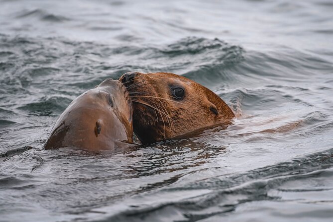 Whale Watching Nanaimo Open Boat Tour - Expectations and Restrictions