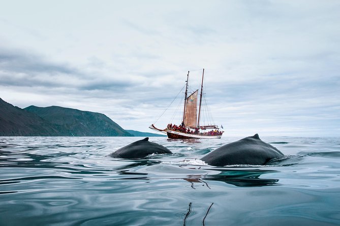 Whale Watching on a Traditional Oak Sailing Ship From Husavik - Cancellation Policy