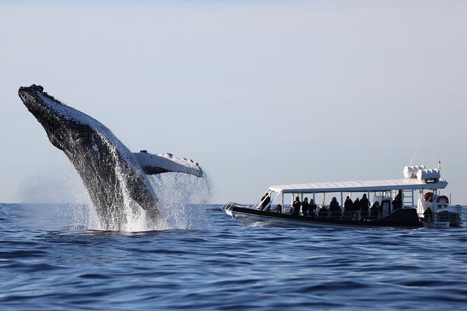 Whale Watching on Speed Boat With Canopy From Sydney Harbour - Reviews