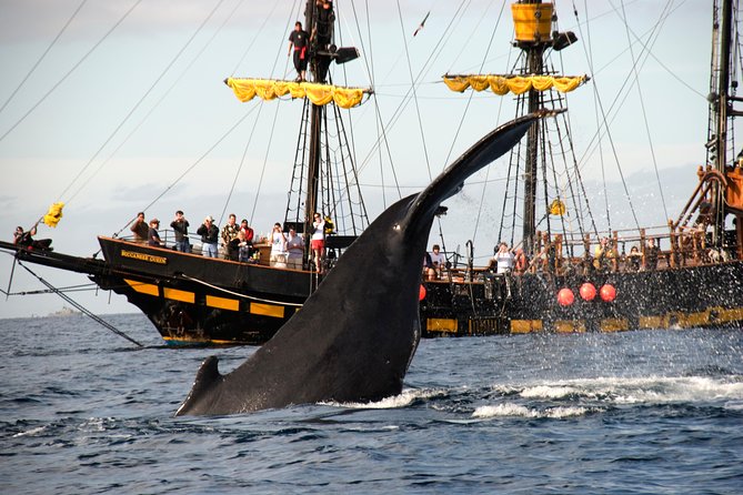 Whale-Watching Pirate Ship Cruise in Los Cabos - Sightseeing Highlights