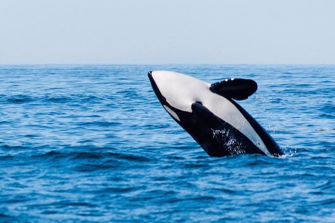 Whale Watching & Sightseeing Tour in Ucluelet, Vancouver Island - Cancellation Policy Details