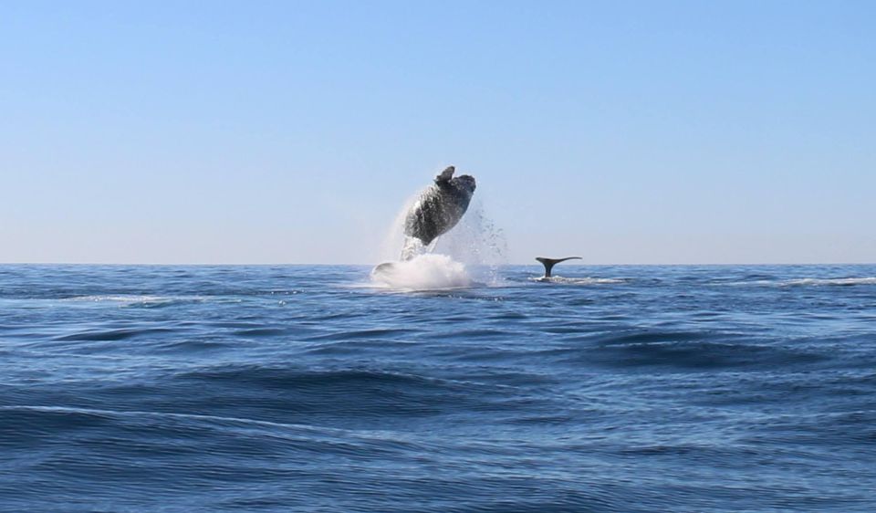 WHALE WATCHING TOUR CABO SAN LUCAS - Tour Highlights