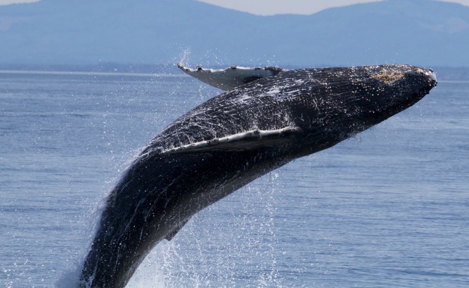 Whale Watching Tour in Victoria, BC - Location Information