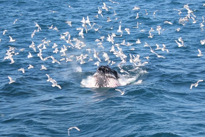 Whale Watching Tour With Professional Guide From Reykjavik - Cancellation Policy and Safety Measures