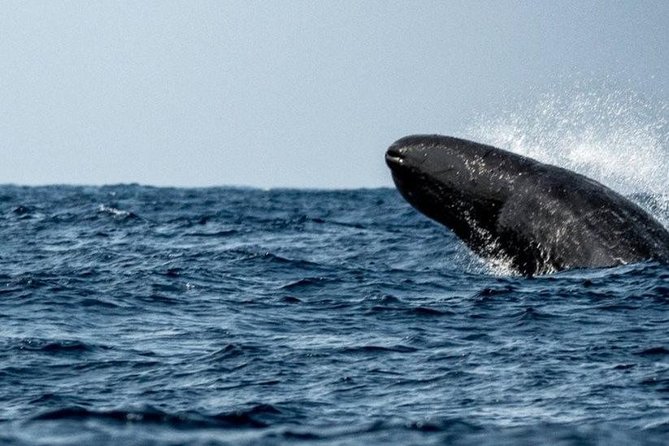 Whales and Dolphins Watching Mirissa - Booking Process