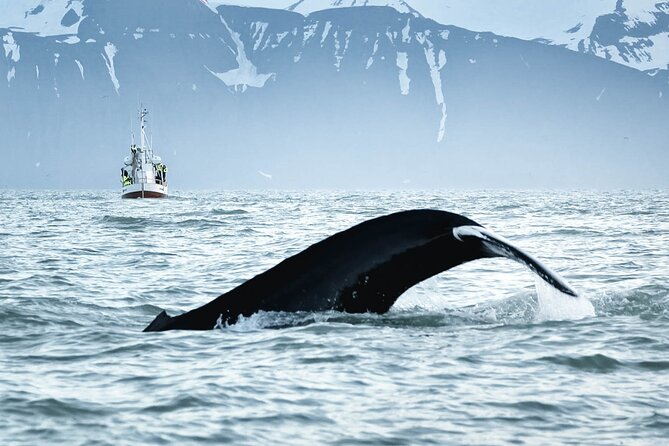 Whales and Puffins Tour From Husavik - Expectations and Guidelines