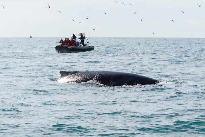 Whales, Eyjafjörður and Akureyri by RIB - Additional Information