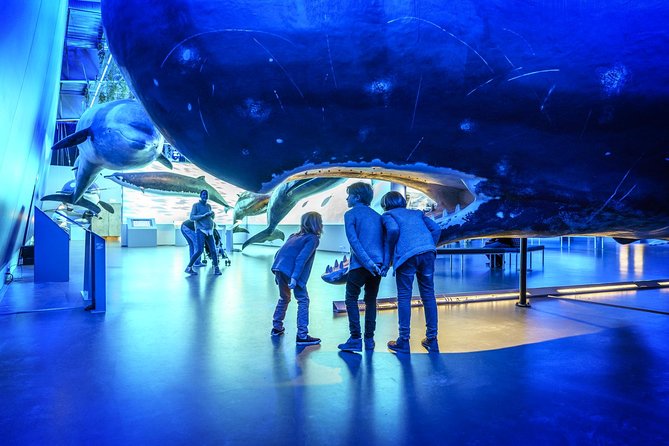 Whales Of Iceland Admission Ticket - Interactive Learning Experience Highlights