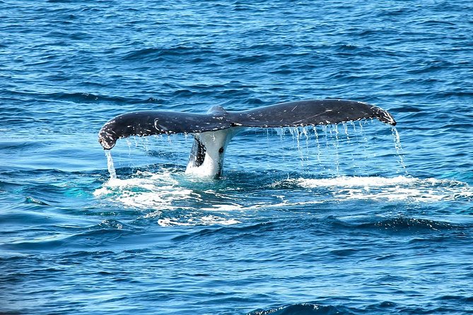 Whales Watching Mirissa - Inclusions and Exclusions