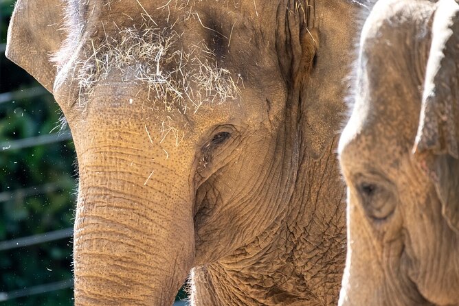 Wild Tales - Elephants at Melbourne Zoo - Unforgettable Wild Tales