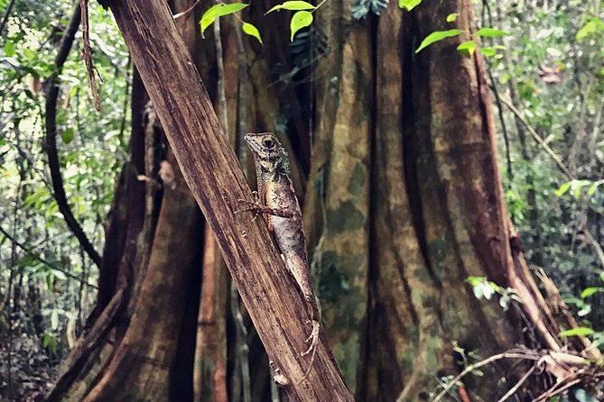 Wild Wonders Of Sri Lanka 7 Days - Day 4: Scenic Train Ride to Ella