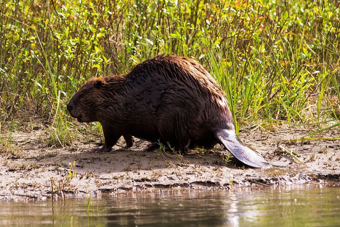 Wildlife on the Bow Big Canoe Tour in Banff National Park - Scenic Views Along Bow River