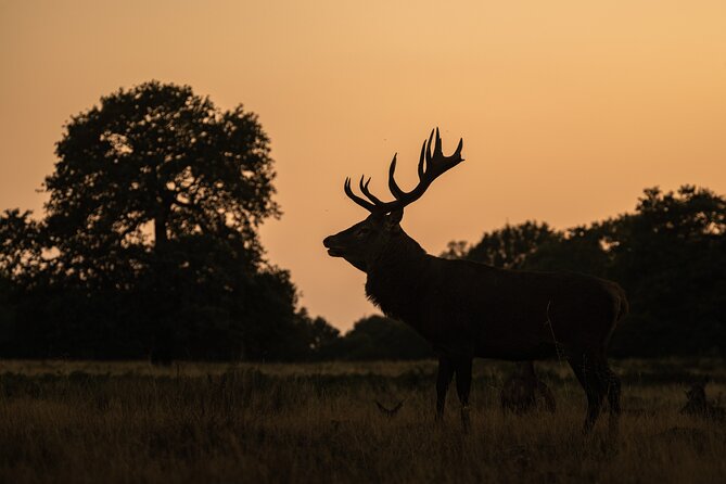 Wildlife Photography Workshop in Richmond Park in London - Workshop Inclusions