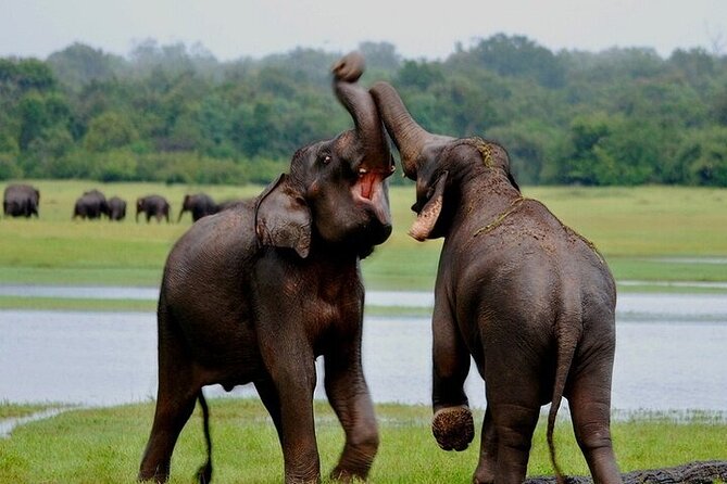 Wilpattu National Park Jeep Safari From Negombo / Waikkal (All Inclusive) - Cancellation Policy