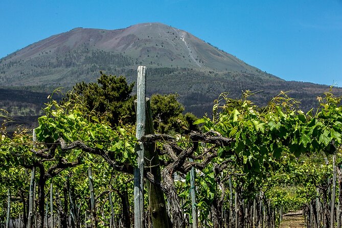 Wine Tasting on the Slopes of Vesuvius From Naples With Lunch - Lunch and Wine Selection