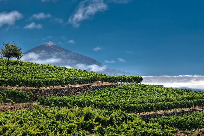 Winery Tour and Tasting in Tenerife With the Sommelier - Accessibility Notes